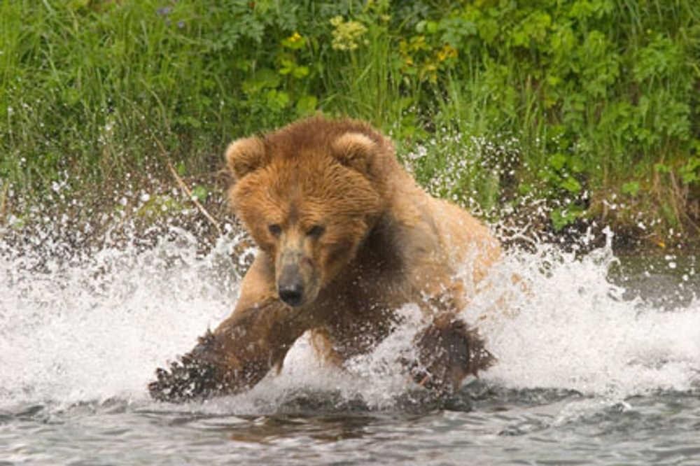 Kingfisher Aviation | Fly-In Bear Viewing From Kodiak | ALASKA.ORG